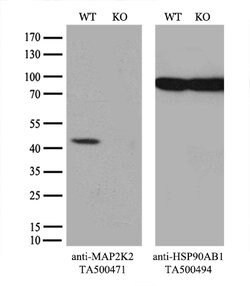 MAP2K2 Mouse anti-Human, Clone: OTI8G6, lyophilized, TrueMAB 100 &mu;g;