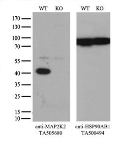 MAP2K2 Mouse anti-Canine, Human, Mouse, Rat, Clone: OTI1A2, liquid, TrueMAB