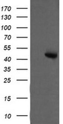 MAP2K2 Monoclonal Antibody (OTI5G8), TrueMAB , OriGene 100 &mu;L; Unconjugated:Antibodies,