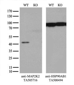 MAP2K2 Monoclonal Antibody (OTI5G8), TrueMAB , OriGene 100 &mu;L; Unconjugated:Antibodies,