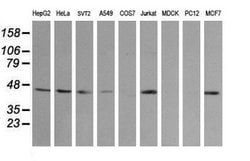 MAP2K2 Mouse anti-Canine, Human, Mouse, Clone: OTI5B4, lyophilized, TrueMAB