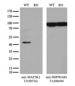 MAP2K2 Mouse anti-Canine, Human, Mouse, Clone: OTI5B4, lyophilized, TrueMAB