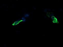 MAP2K3 Monoclonal Antibody (OTI1H6), TrueMAB , OriGene 100 &mu;L; Unconjugated:Antibodies,