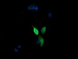MAP2K3 Mouse anti-Canine, Human, Mouse, Rat, Clone: OTI1D2, lyophilized,