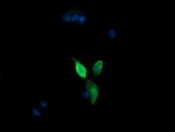 MAP2K3 Monoclonal Antibody (OTI1D2), TrueMAB , OriGene 30 &mu;L; Unconjugated:Antibodies,