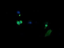 MAP2K3 Monoclonal Antibody (OTI6F8), TrueMAB , OriGene 100 &mu;L; Unconjugated:Antibodies,