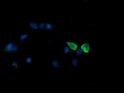 MAP2K3 Monoclonal Antibody (OTI6B12), TrueMAB , OriGene 100 &mu;L; Unconjugated:Antibodies,