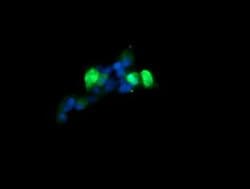 MAP2K3 Monoclonal Antibody (OTI4B3), TrueMAB , OriGene:Antibodies:Primary