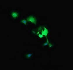 MAP2K3 Monoclonal Antibody (OTI5B2), TrueMAB , OriGene 100 &mu;L; Unconjugated:Antibodies,