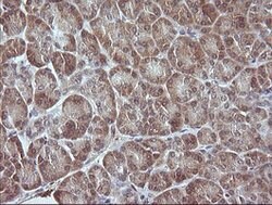 MAP2K3 Mouse anti-Human, Clone: OTI6C6, lyophilized, TrueMAB 100 &mu;g | Buy Online | Origene Technologies | Fisher Scientific