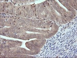 MAP2K3 Monoclonal Antibody (OTI4B3), TrueMAB , OriGene 100 &mu;L; Unconjugated:Antibodies,