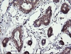 MAP2K3 Monoclonal Antibody (OTI5E2), TrueMAB , OriGene 100 &mu;L; Unconjugated:Antibodies,