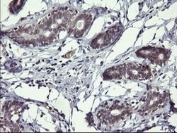 MAP2K3 Monoclonal Antibody (OTI1H3), TrueMAB , OriGene 100 &mu;L; Unconjugated:Antibodies,