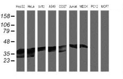 MAP2K3 Mouse anti-Canine, Human, Mouse, Clone: OTI3C9, lyophilized, TrueMAB