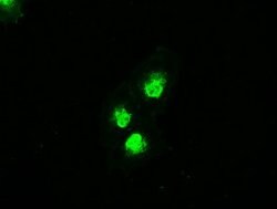 MAP2K4 Mouse anti-Canine, Human, Clone: OTI8A8, lyophilized, TrueMAB 100