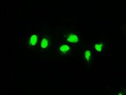 MAP2K4 Mouse anti-Human, Clone: OTI2D5, liquid, TrueMAB 100 &mu;L; Unconjugated:Antibodies,