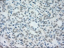 MAP2K4 Mouse anti-Canine, Human, Clone: OTI8A8, lyophilized, TrueMAB 100