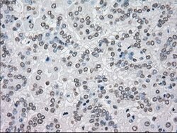 MAP2K4 Mouse anti-Canine, Human, Clone: OTI8A8, lyophilized, TrueMAB 100