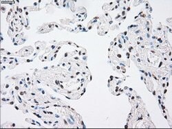MAP2K4 Mouse anti-Canine, Human, Clone: OTI8A8, lyophilized, TrueMAB 100