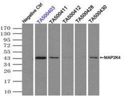MAP2K4 Mouse anti-Canine, Human, Clone: OTI8A8, lyophilized, TrueMAB 100
