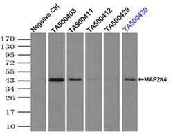 MAP2K4 Mouse anti-Human, Clone: OTI2D5, liquid, TrueMAB 100 &mu;L; Unconjugated:Antibodies,