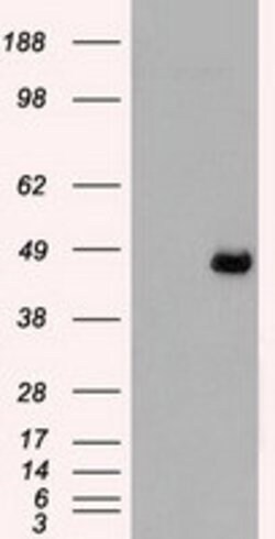 MAP2K4 Mouse anti-Canine, Human, Clone: OTI8A8, lyophilized, TrueMAB 100