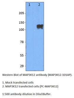 MAP3K12 Rabbit anti-Human, Mouse, Rat, Polyclonal, FabGennix 200 &mu;L;