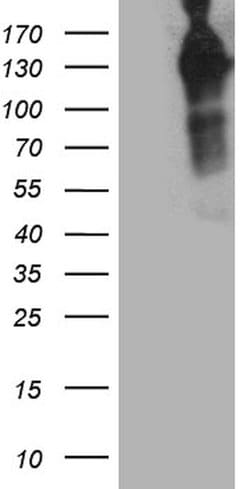MAP3K13 Monoclonal Antibody (OTI8A4), TrueMAB , OriGene:Antibodies:Primary