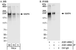 MAP4 Rabbit anti-Human, Polyclonal, Bethyl Laboratories 100 &mu;L; Unconjugated:Antibodies,