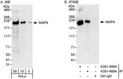 MAP4 Rabbit anti-Human, Polyclonal, Bethyl Laboratories 100 &mu;L; Unconjugated:Antibodies,