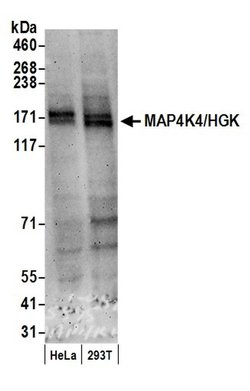 MAP4K4/HGK Rabbit anti-Human, Polyclonal, Bethyl Laboratories 100 &mu;L;