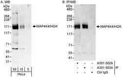 MAP4K4/HGK Rabbit anti-Human, Polyclonal, Bethyl Laboratories 100 &mu;L;