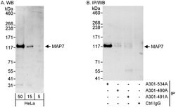 MAP7 Rabbit anti-Human, Polyclonal, Bethyl Laboratories 100 &mu;L; Unconjugated:Antibodies,