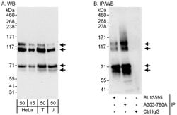 MAP7D1 Rabbit anti-Human, Polyclonal, Bethyl Laboratories 100 &mu;L; Unconjugated:Antibodies,