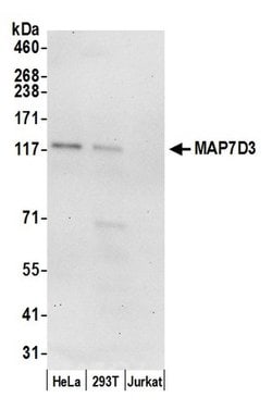 MAP7D3 Rabbit anti-Human, Polyclonal, Bethyl Laboratories 100 &mu;L; Unconjugated:Antibodies,