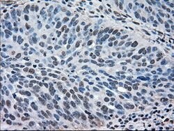 MAPK1 Mouse anti-Canine, Human, Rat, Clone: OTI6F8, lyophilized, TrueMAB