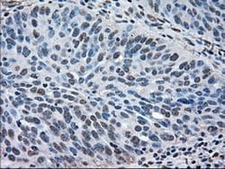 MAPK1 Mouse anti-Canine, Human, Rat, Clone: OTI6F8, liquid, TrueMAB 30