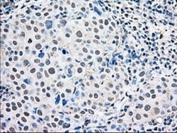 MAPK1 Mouse anti-Canine, Human, Rat, Clone: OTI6F8, liquid, TrueMAB 30