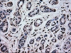 MAPK1 Mouse anti-Canine, Human, Rat, Clone: OTI9H1, lyophilized, TrueMAB