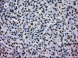 MAPK1 Mouse anti-Canine, Human, Rat, Clone: OTI9H1, lyophilized, TrueMAB