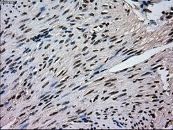 MAPK1 Mouse anti-Canine, Human, Rat, Clone: OTI9H1, lyophilized, TrueMAB