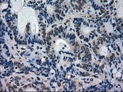 MAPK1 Mouse anti-Canine, Human, Rat, Clone: OTI9H1, lyophilized, TrueMAB