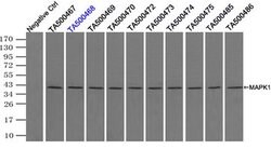 MAPK1 Mouse anti-Canine, Human, Rat, Clone: OTI6F8, lyophilized, TrueMAB