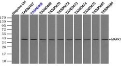MAPK1 Mouse anti-Canine, Human, Rat, Clone: OTI6F8, liquid, TrueMAB 30