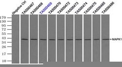 MAPK1 Mouse anti-Canine, Human, Rat, Clone: OTI4D10, lyophilized, TrueMAB