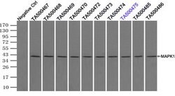 MAPK1 Mouse anti-Canine, Human, Rat, Clone: OTI9H1, lyophilized, TrueMAB