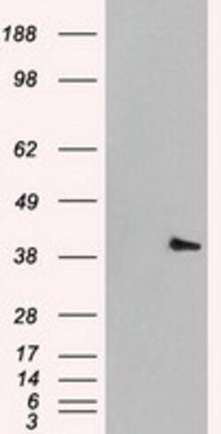 MAPK1 Mouse anti-Canine, Human, Rat, Clone: OTI6F8, lyophilized, TrueMAB