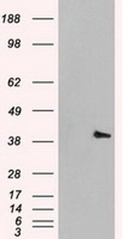 MAPK1 Mouse anti-Canine, Human, Rat, Clone: OTI6F8, liquid, TrueMAB 30
