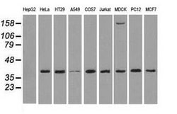 MAPK1 Mouse anti-Canine, Human, Rat, Clone: OTI6F8, lyophilized, TrueMAB