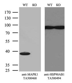 MAPK1 Mouse anti-Canine, Human, Rat, Clone: OTI6F8, lyophilized, TrueMAB